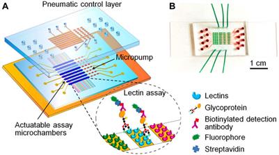 More small tools for sweet challenges: advances in microfluidic technologies for glycan analysis